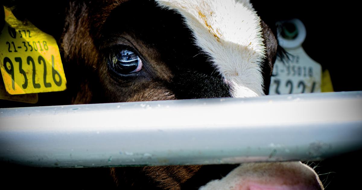 Namaak Sijpelen vertrouwen Triest: Nederland grootste importeur Ierse kalfjes | Animal Rights