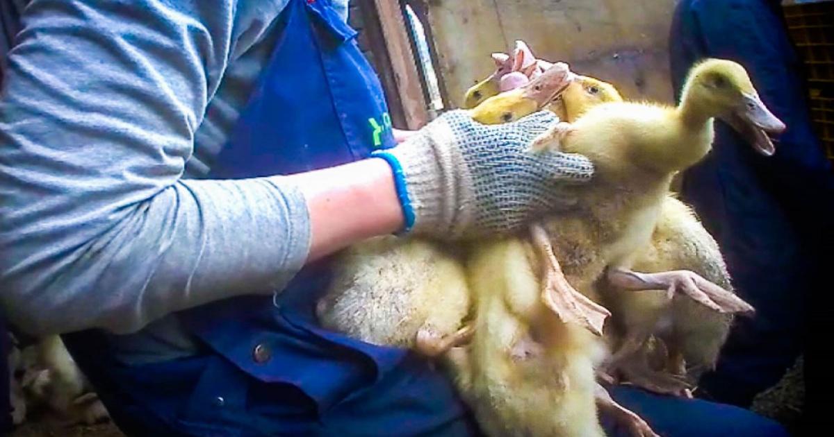 voorzichtig gras Televisie kijken Dons van mishandelde eenden wordt verkocht in Belgische winkels | Animal  Rights