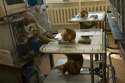 Harteloze experimenten op Hartelust aapjes