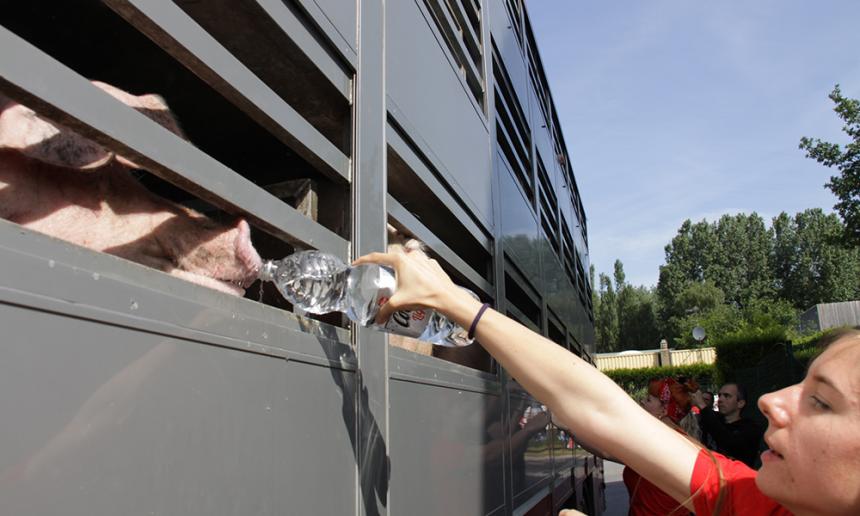 TRANSPORTWAGENS MET VARKENS OPGEWACHT