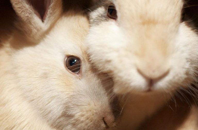 WAALSE BEDRIJVEN GEBRUIKEN PER JAAR TIENDUIZENDEN CAVIA’S EN KONIJNEN VOOR DIERPROEVEN