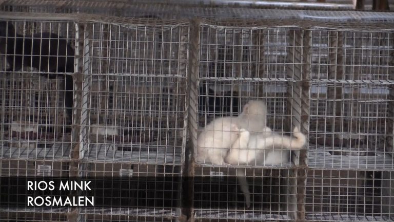 ANIMAL RIGHTS EIST OPTREDEN TEGEN VERWAARLOOSDE NERTSEN RIOS MINK