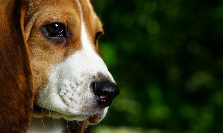 VERDUBBELING VAN DIERPROEVEN OP HONDEN BIJ JANSSEN PHARMACEUTICA