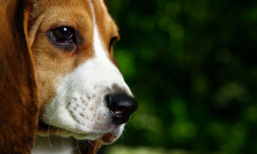 VERDUBBELING VAN DIERPROEVEN OP HONDEN BIJ JANSSEN PHARMACEUTICA