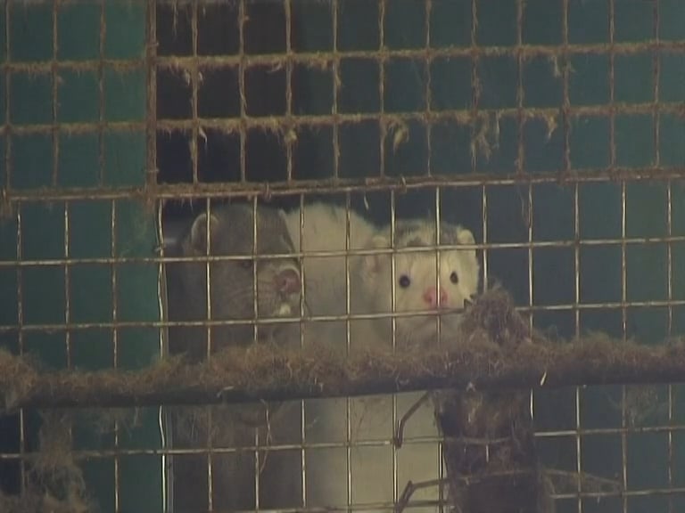 MOGELIJK VOGELGRIEPBESMETTING VAN NERTS OP NERTS – VERVOLGENS MENS OP MENS?