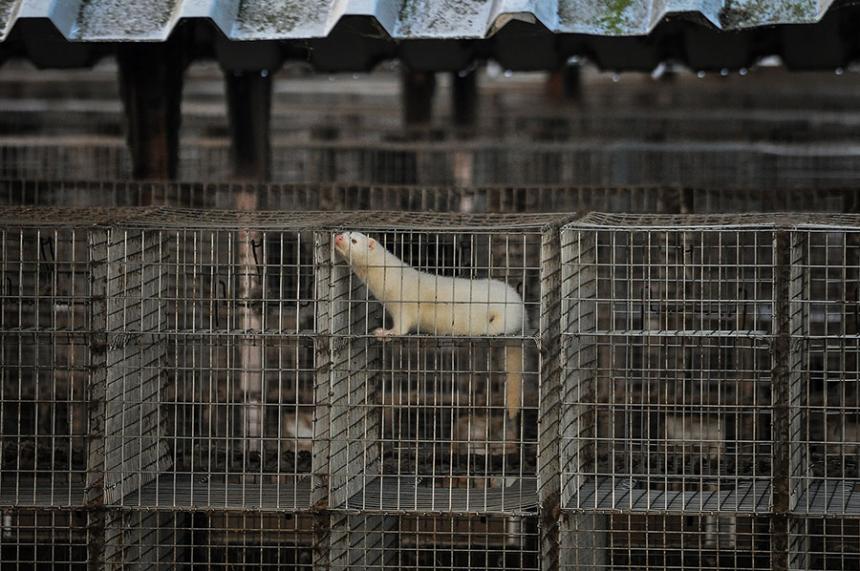 ANIMAL RIGHTS: TREK VERGUNNING NERTSENFOKKERIJEN IN