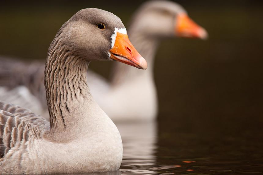 ZUID-HOLLAND INTENSIVEERT KLOPJACHT OP DE GANS