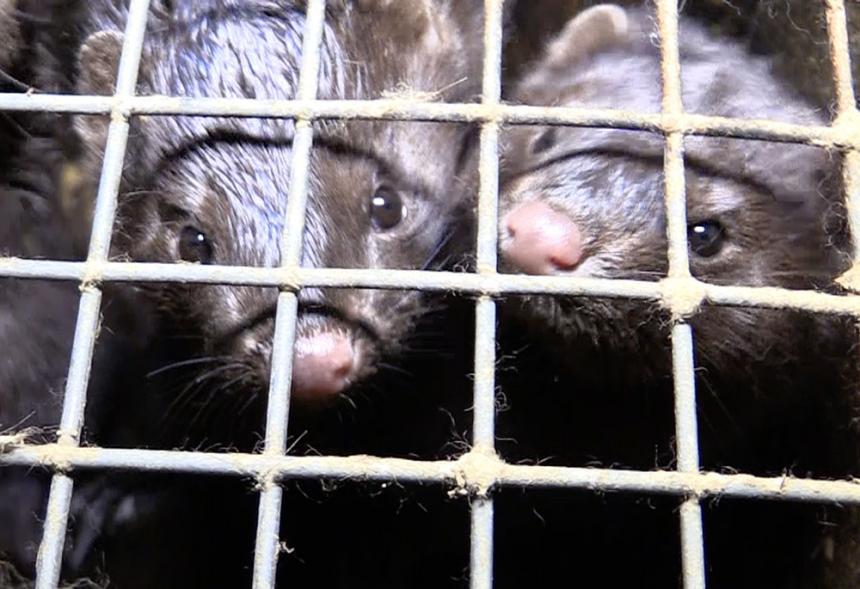 DIERENRECHTENORGANISATIES EISEN SLUITING NERTSENFOKKERIJ LANGEMARK