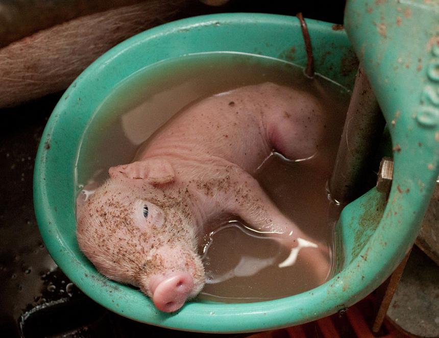 VARKENSFOKKERS DULDEN GEEN POTTENKIJKERS