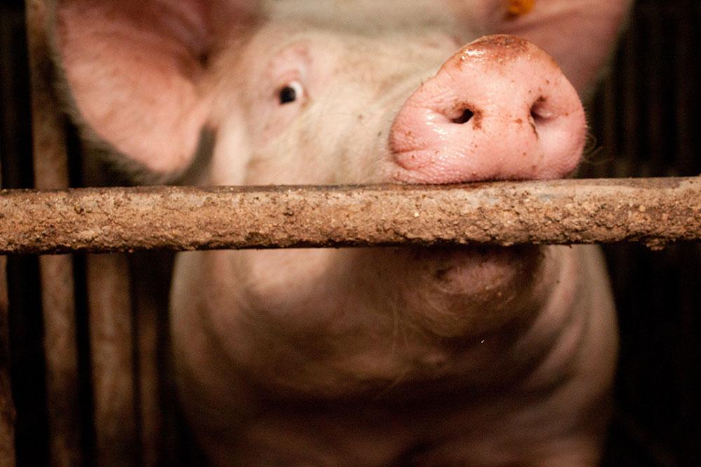 Actie: stop de nieuwe megastal van Straathof