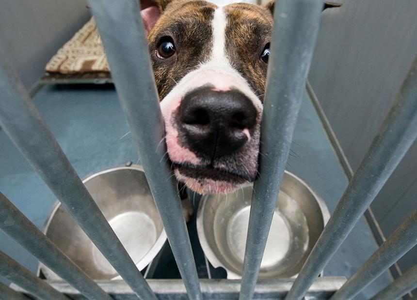 ANIMAL RIGHTS EIST VRIJLATING PROEFDIEREN ULB
