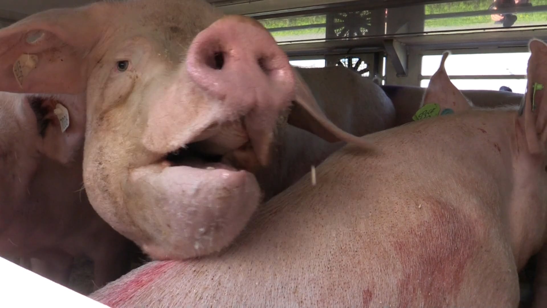 ANIMAL RIGHTS FILMT MISSTANDEN BIJ PORC MEAT IN ZELE