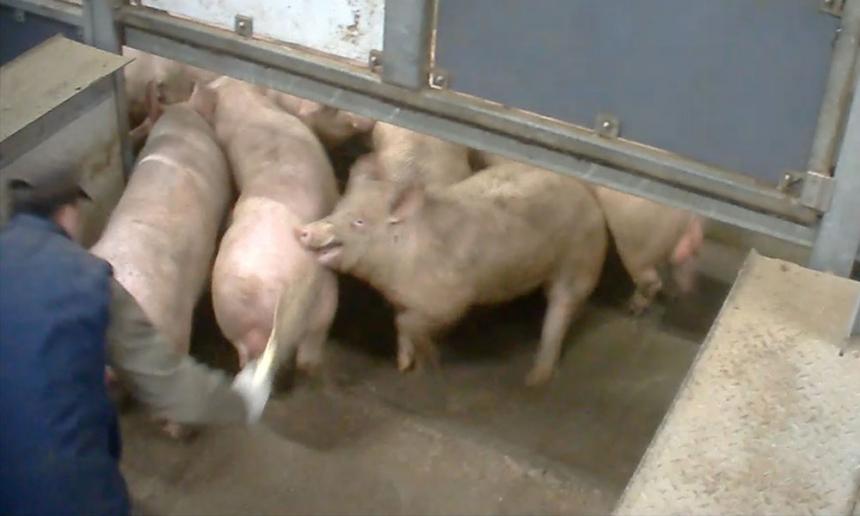 DE BEELDEN STAAN OP ONS NETVLIES GEBRAND