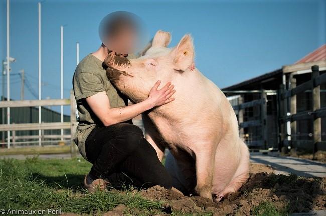 DE VARKENS KEKEN MIJ RECHT IN DE OGEN