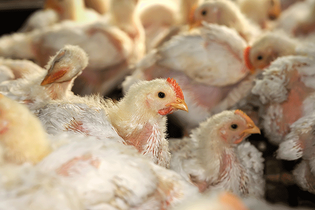OOK IN NEDERLANDSE SLACHTHUIZEN GAAT VEEL MIS