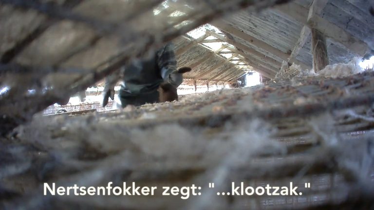 DIERENRECHTENORGANISATIES VOEREN ACTIE IN MOERBEKE VOOR NERTSENFOKVERBOD
