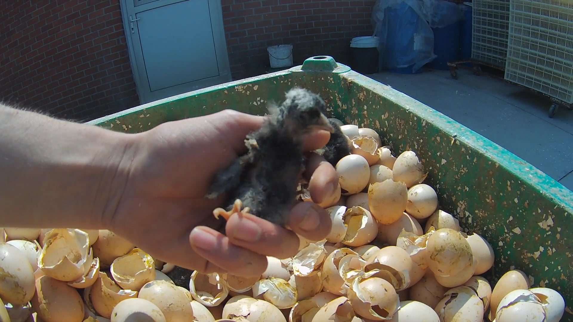 ANIMAL RIGHTS GAAT UNDERCOVER IN DE VLAAMSE VLEESKIPPENSECTOR