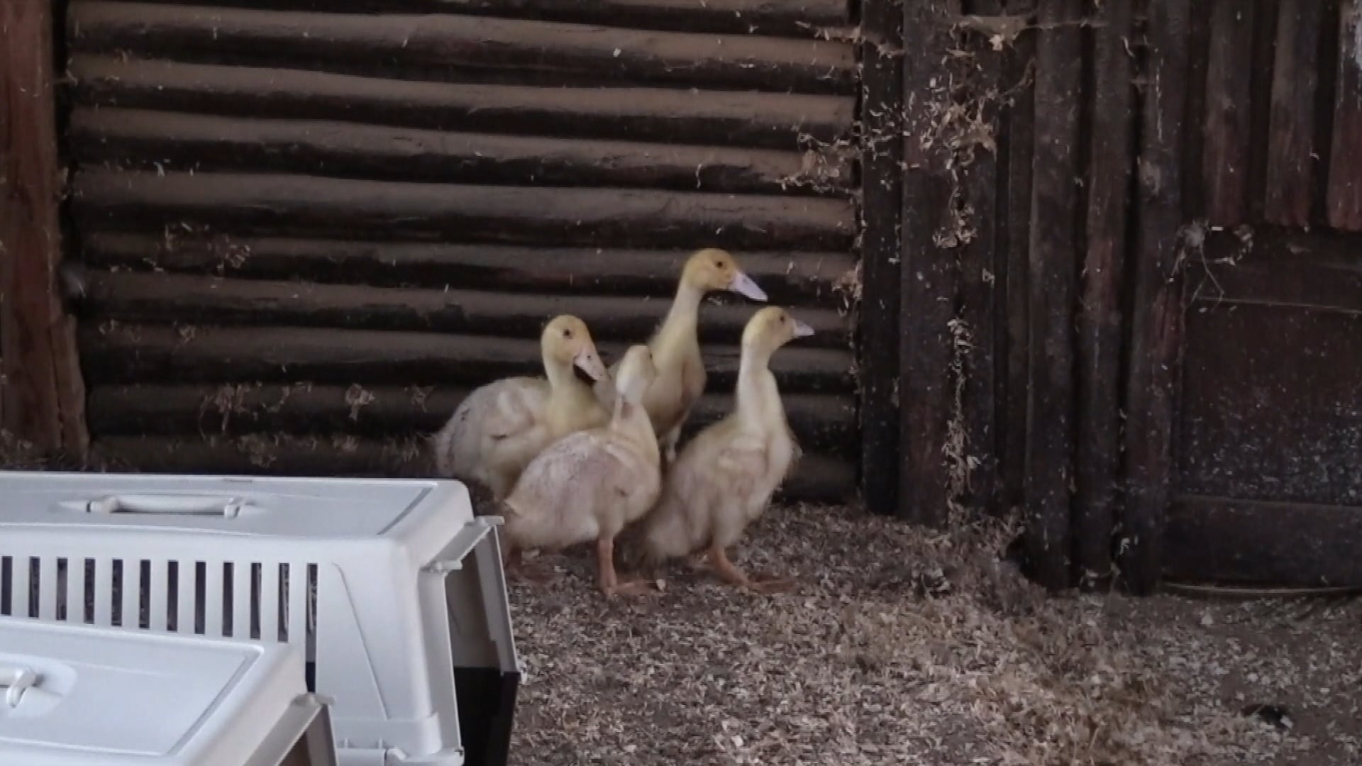 ANIMAL RIGHTS HAALT EENDEN UIT DE STAL