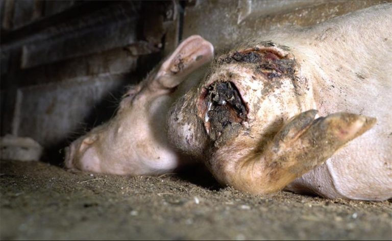 VLEES VAN MISHANDELDE SPAANSE VARKENS BIJ COLRUYT EN DELHAIZE