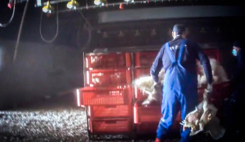Animal Rights filmt misstanden bij het vangen van vleeskippen