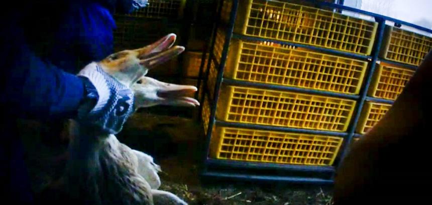 VEEL MISSTANDEN BIJ EENDENSLACHTER TOMASSEN DUCK-TO