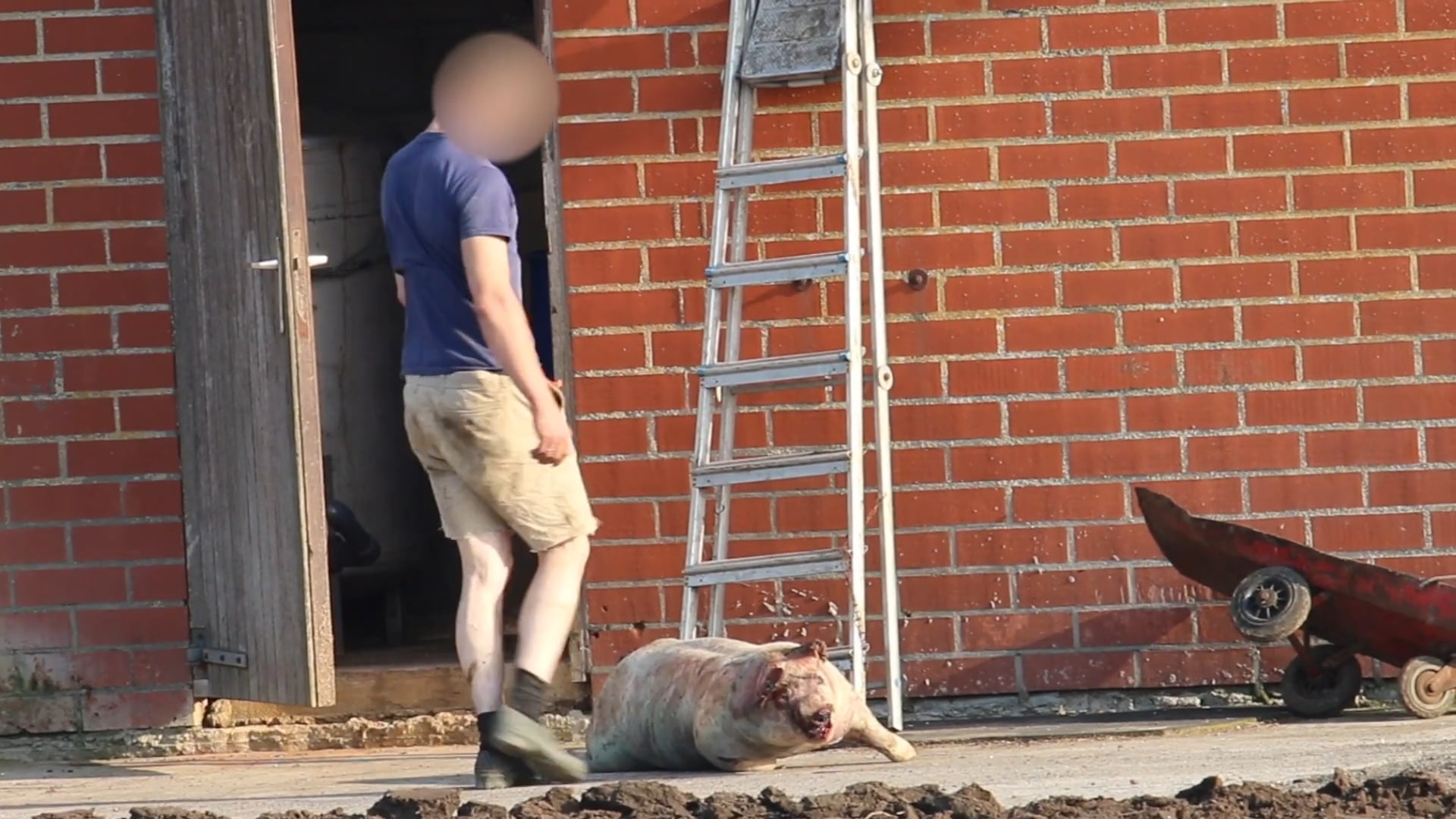 DODE VARKENS ALS AFVAL OP STRAAT GEGOOID