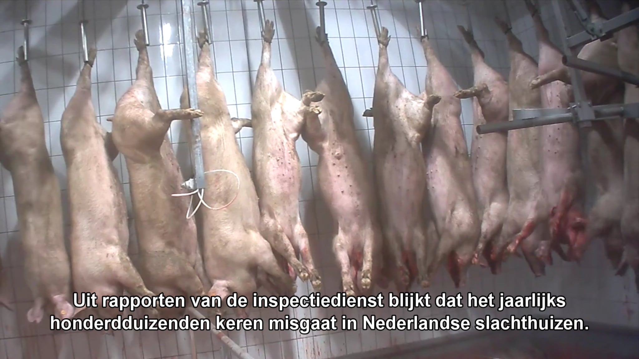 DE MINISTER BEANTWOORDT VRAGEN OVER DE MISSTANDEN IN SLACHTHUIZEN