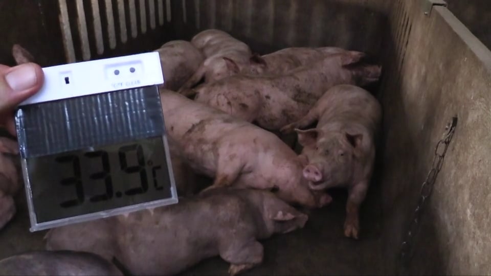 AAN HET LEED VAN DE DIEREN WORDT VOORBIJGEGAAN