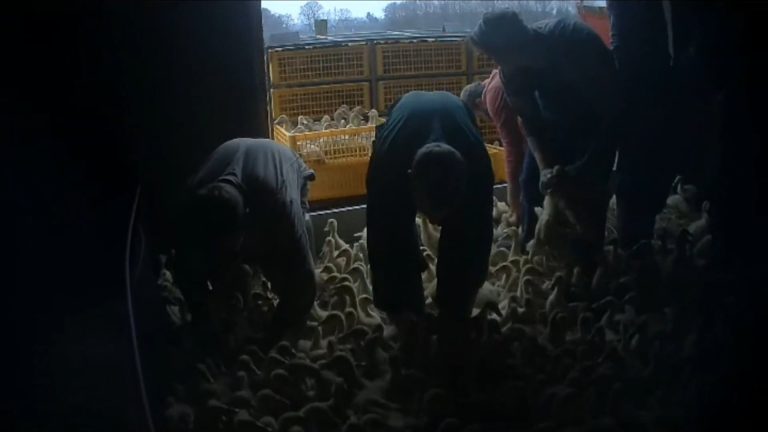 ANIMAL RIGHTS GAAT VOOR VERBOD EENDENFOKKERIJ