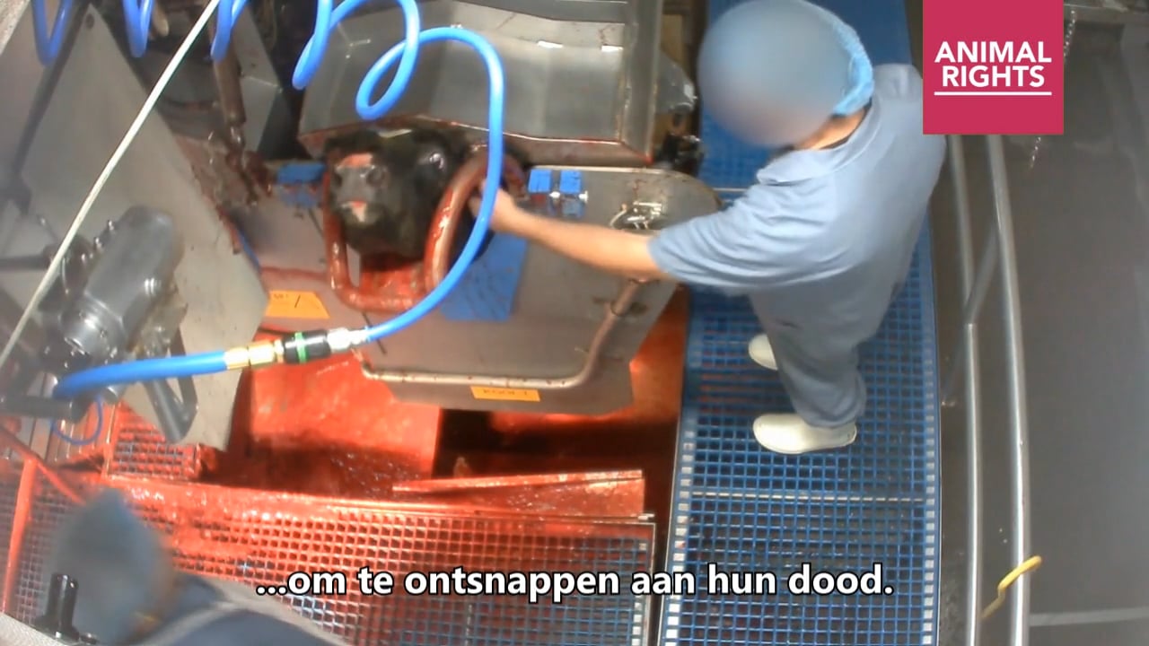 VANDRIE SLACHTHUIS IN HASSELT VOORLOPIG DICHT