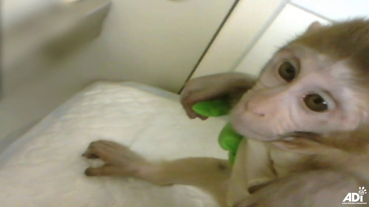 ANIMAL RIGHTS EIST SLUITING APENTESTCENTRUM