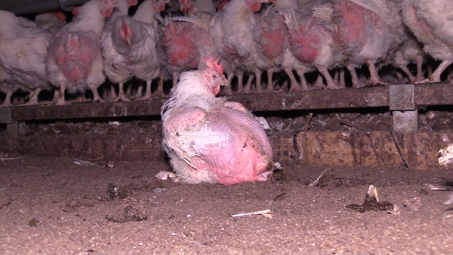HET ANIMAL RIGHTS HORROR-SCHUREN ONDERZOEK – HOOGELOON