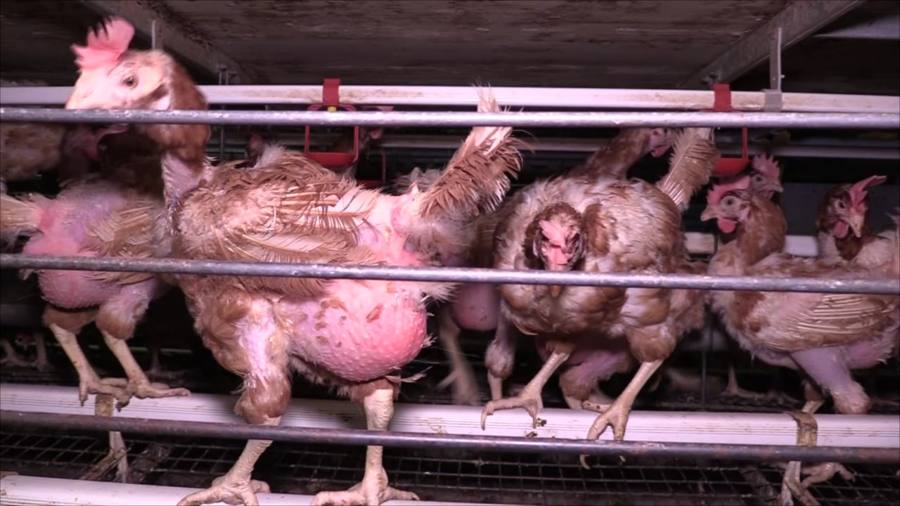 HET ANIMAL RIGHTS HORROR-SCHUREN ONDERZOEK – MERKSPLAS