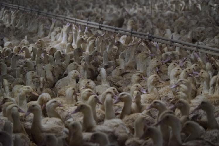 HANDHAVINGSVERZOEK TEGEN EENDENSLACHTHUIS VANWEGE ILLEGALE PRAKTIJKEN