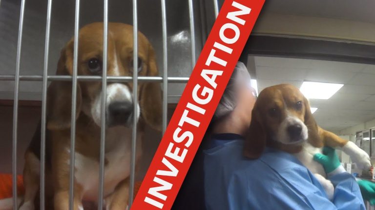 HONDEN WORDEN ONNODIG VERGIFTIGD EN GEDOOD