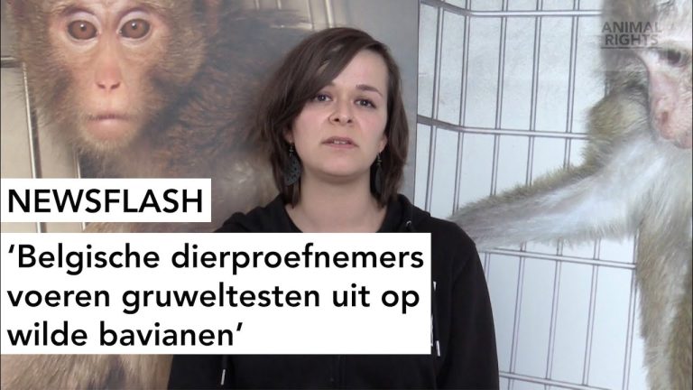 KU LEUVEN EN UCL VOEREN GRUWELTESTEN UIT OP WILDE BAVIANEN