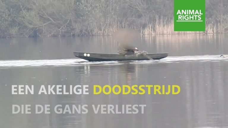 POLITIEKE VRAGEN OVER JACHT IN REEUWIJK