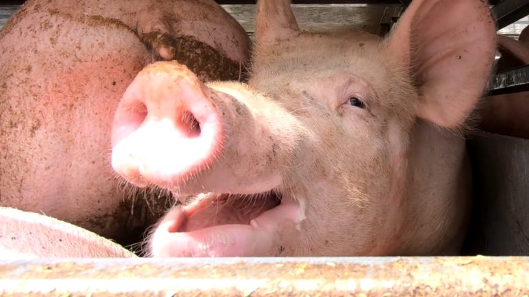 ANIMAL RIGHTS VRAAGT AANDACHT VOOR HITTESTRESS BIJ VARKENS