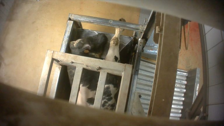 ANIMAL RIGHTS BRENGT OPNIEUW SLACHTHUIS VOOR HET GERECHT