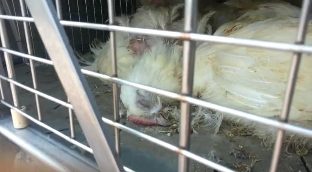 Hittegolf kostte duizenden dieren het leven
