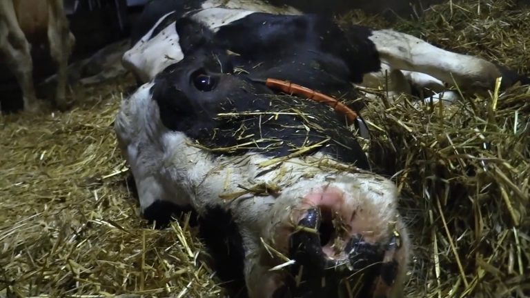 KAAS VAN MISHANDELDE MELKKOEIEN OOK IN NEDERLANDSE & BELGISCHE SUPERMARKTEN