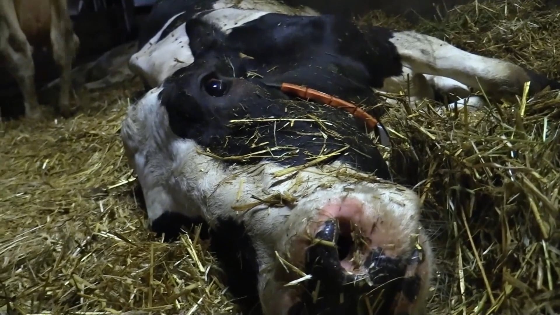 ANIMAL RIGHTS IN OVERLEG VOOR MEER PLANTAARDIGE KAZEN IN SUPERMARKTEN
