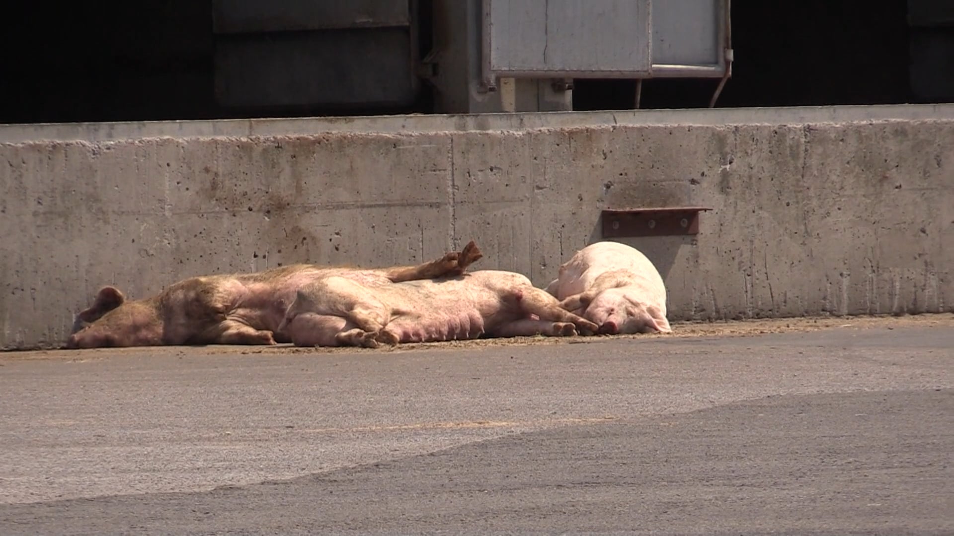 VARKENS OVERLEVEN HITTETRANSPORT NIET