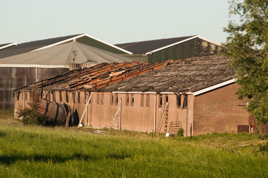 Hoeveel varkens stierven er bij de stalbrand in Linschoten?