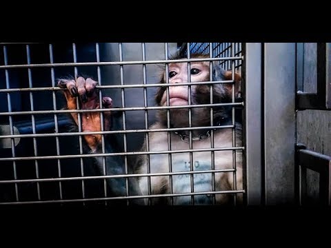 ANIMAL RIGHTS VOERT CAMPAGNE TEGEN NIEUW MEGALAB