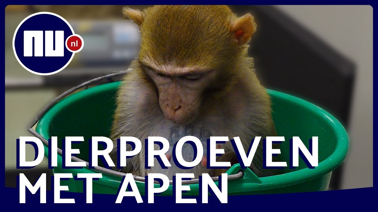 ZO GAAT HET ERAAN TOE BIJ HET APENLAB IN RIJSWIJK
