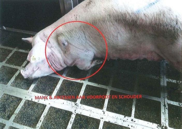 Door onwil en getreuzel van de NVWA ontspringen dierenmishandelaars de dans