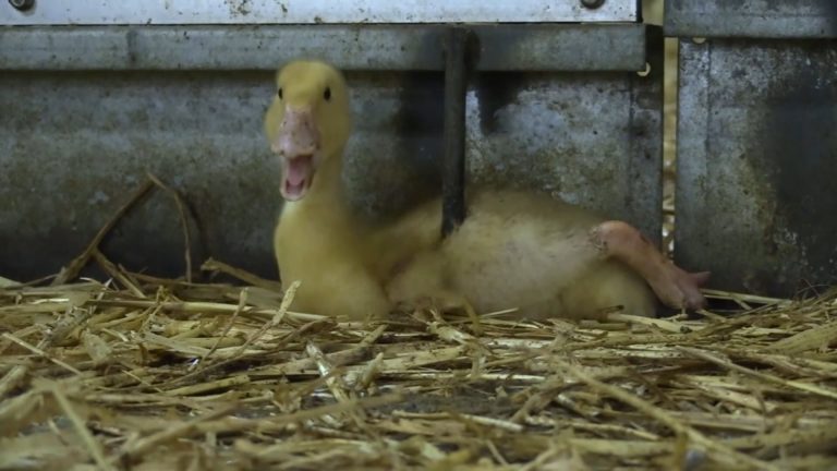 EENDENSLACHT: STOP ERMEE!
