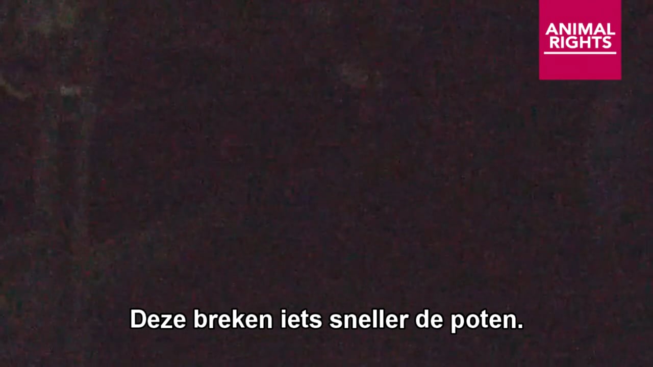 DIERENBELANGENORGANISATIES DIENEN KLACHT IN OVER VALSE VOORLICHTING DOOR YVON JASPERS