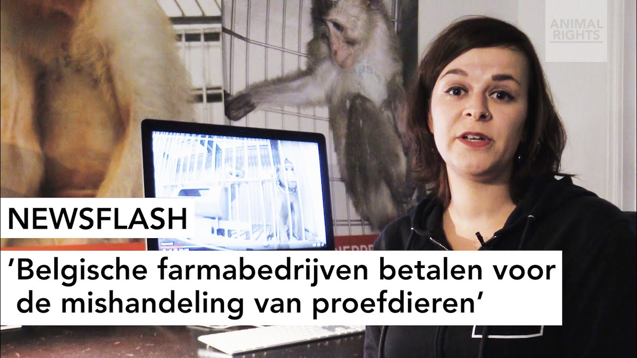ANIMAL RIGHTS KONDIGT ACTIE AAN BIJ GENTS FARMABEDRIJF OM GRUWELPROEVEN OP APEN TE STOPPEN